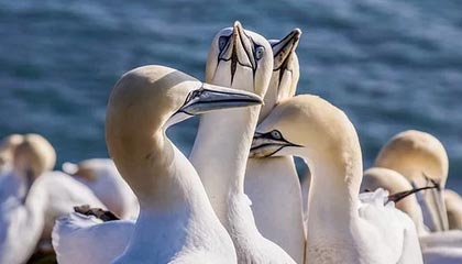 爱游戏官网-高校篮球比赛引入战术挑战机制加强赛事策略性，篮球比赛大学